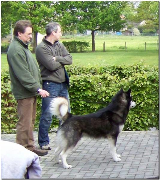 Zuchtzulassung 2010 026 1.jpg